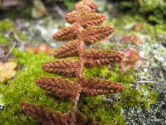 Asplenium cordatum