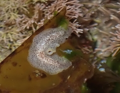 Enchiridium punctatum