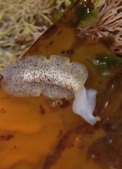 Enchiridium punctatum