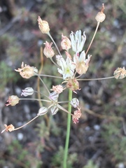 Allium inaequale