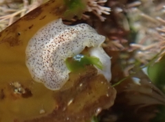 Enchiridium punctatum