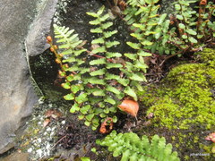 Asplenium cordatum