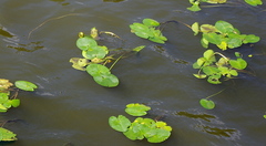 Nuphar lutea