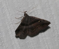 Hadennia jutalis
