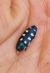 Buprestis octoguttata