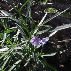 Solanum vescum