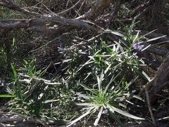Solanum vescum