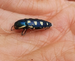 Buprestis octoguttata