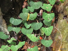 Cissampelos torulosa