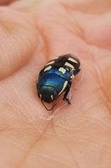 Buprestis octoguttata