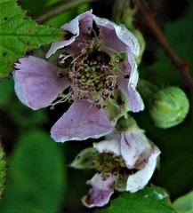 Rubus errabundus
