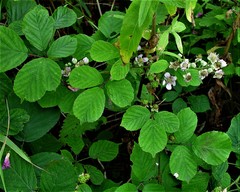 Rubus errabundus