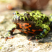 Oriental Fire-bellied Toad - Photo (c) Kim, Hyun-tae, some rights reserved (CC BY), uploaded by Kim, Hyun-tae