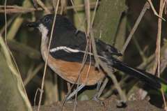Laniarius ferrugineus ferrugineus