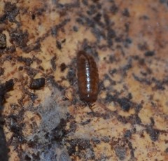 Trichoniscus