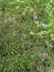 Centaurea stoebe australis