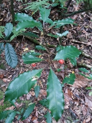 Eumachia