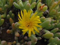 Malephora lutea