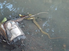 Fowlea piscator
