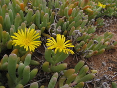 Malephora lutea