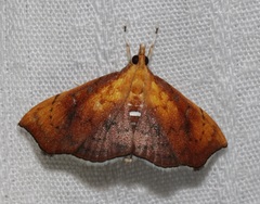 Hyalobathra micralis