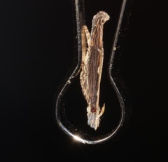 Hypatima spathota