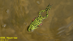 Bombina orientalis