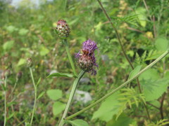 Centaurea stoebe australis