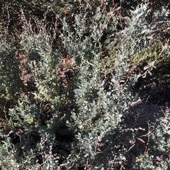 Atriplex stipitata