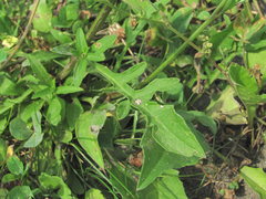 Centaurea stoebe australis