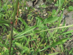 Centaurea stoebe australis