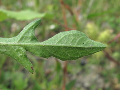 Centaurea stoebe australis