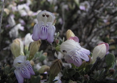 Monechma spartioides