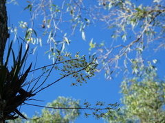 Dendrobium canaliculatum