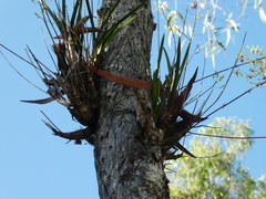 Dendrobium canaliculatum