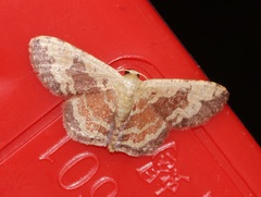 Idaea vacillata
