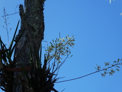 Dendrobium canaliculatum