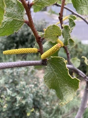 Acacia denticulosa