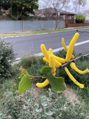 Acacia denticulosa