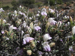 Monechma spartioides