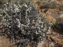 Monechma spartioides