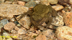 Bufo stejnegeri
