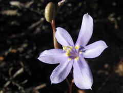 Moraea polyanthos
