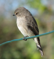 Muscicapa adusta adusta