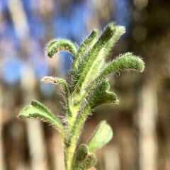 Vittadinia cuneata