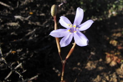 Moraea polyanthos