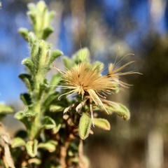 Vittadinia cuneata