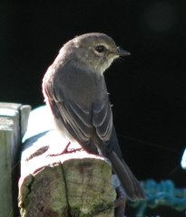 Muscicapa adusta adusta