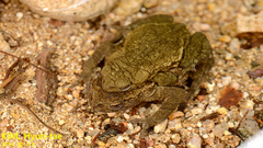 Bufo stejnegeri