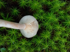 Lactarius mammosus